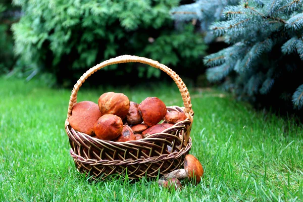 Kosár, gomba, zöld fű — Stock Fotó