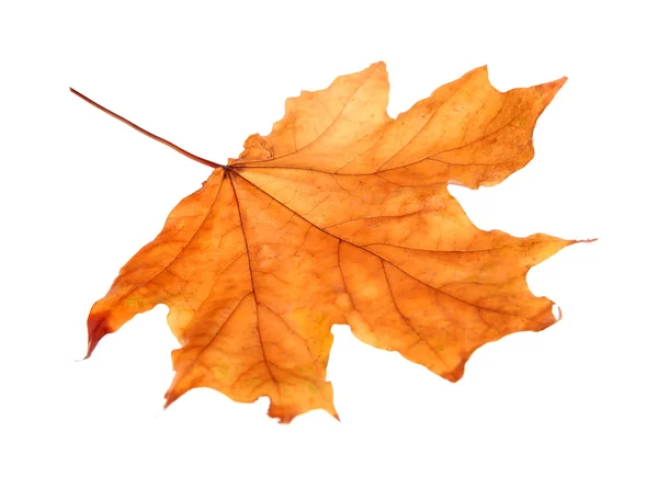 Autumn maple leaf, isolated on white — Stock Photo, Image