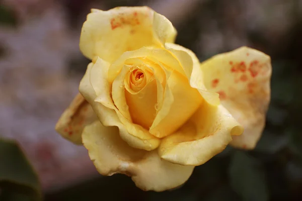 Rosa amarilla en el jardín, primer plano —  Fotos de Stock