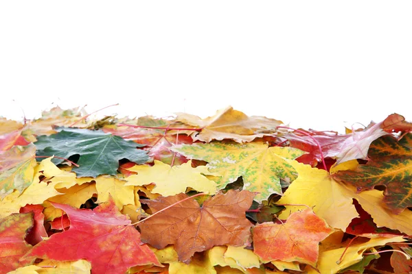 Cadre de feuilles d'érable d'automne avec espace de copie sur fond blanc — Photo