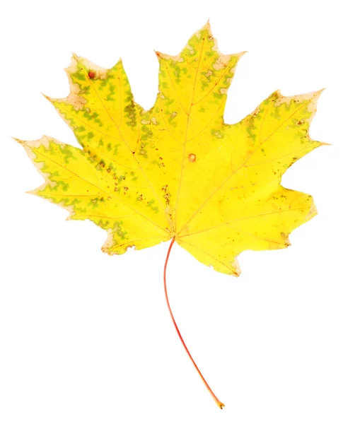 Jesień klon liść na białym tle — Zdjęcie stockowe
