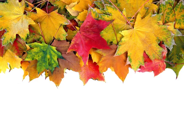 秋天的枫叶框架在白色背景上留下副本空间 — 图库照片