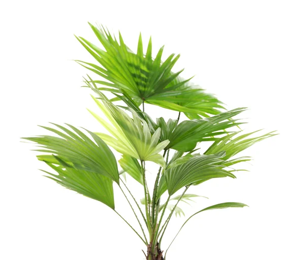 Palm tree (Livistona Rotundifolia), isolated on white — Stock Photo, Image