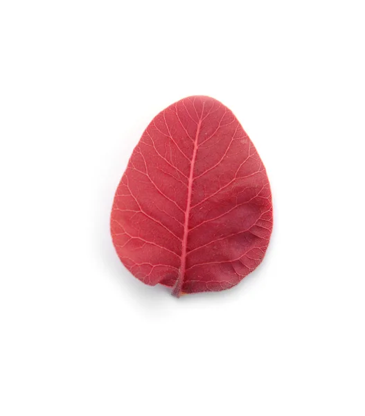 Hoja de otoño aislada en blanco — Foto de Stock