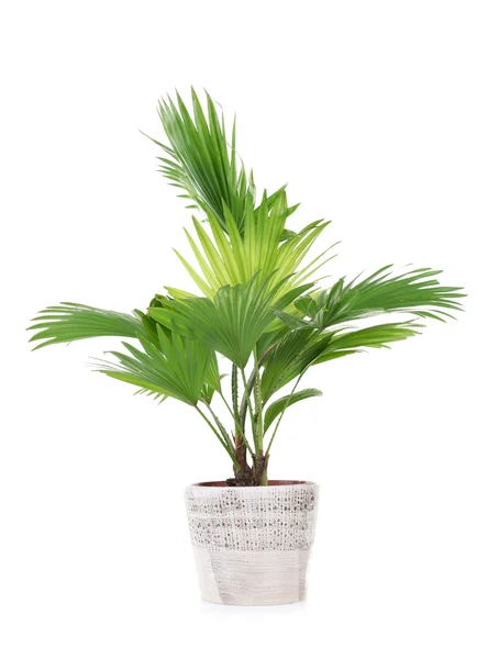 Palmboom (Livistona Rotundifolia) — Stockfoto