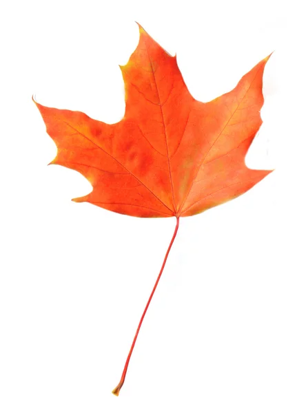 Maple leaf isolated on white — Stock Photo, Image