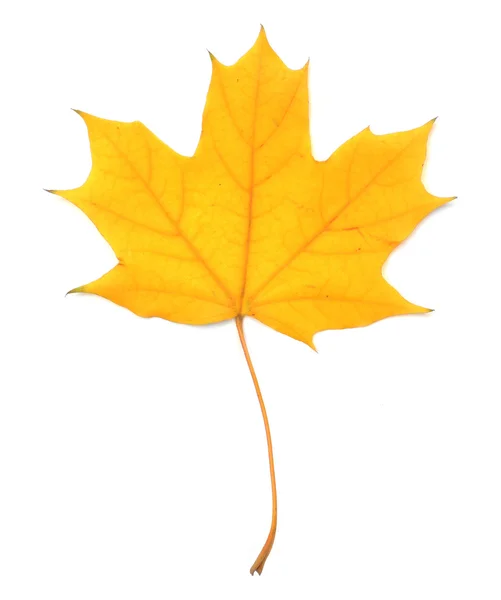 Maple leaf isolated on white — Stock Photo, Image