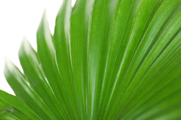 Hoja de palma (Livistona Rotundifolia palmera), de cerca — Foto de Stock
