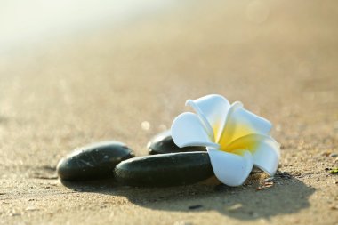 Plumeria sahil üzerinde ile çakıl