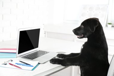 Ofis Masaları, zeki genç siyah geri almak