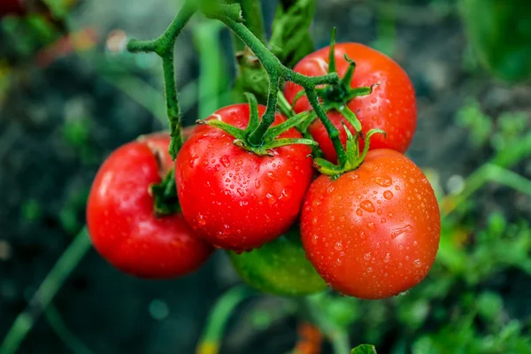 Tomaten groeien in tuin — Stockfoto