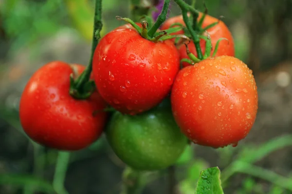 Bahçede büyüyen domates — Stok fotoğraf