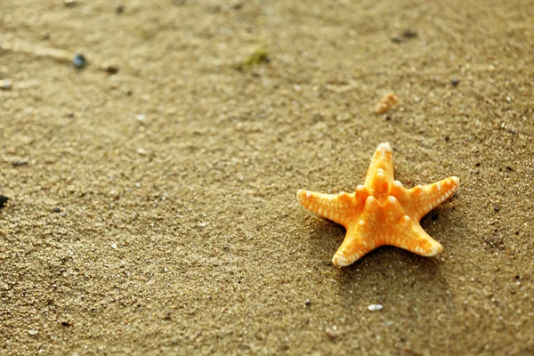 Krásný hvězdice na písečné pláži — Stock fotografie