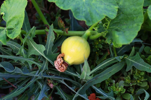 Small green pumpkin in the garden close-up — Stock Photo, Image