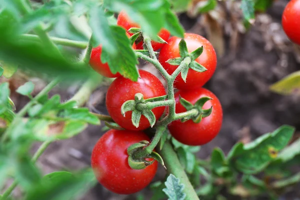 Tomates rojos maduros listos para recoger en el jardín al aire libre de cerca — Foto de Stock