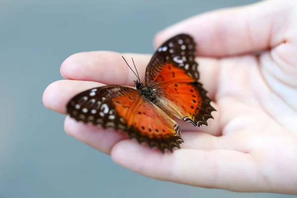 Mariposa colorida en mano femenina, primer plano — Foto de Stock