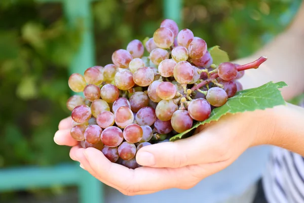 Bando suculento de uva vermelha em mãos de mulher, close-up — Fotografia de Stock