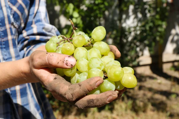 Colheita de uva branca nas mãos da mulher, close-up — Fotografia de Stock