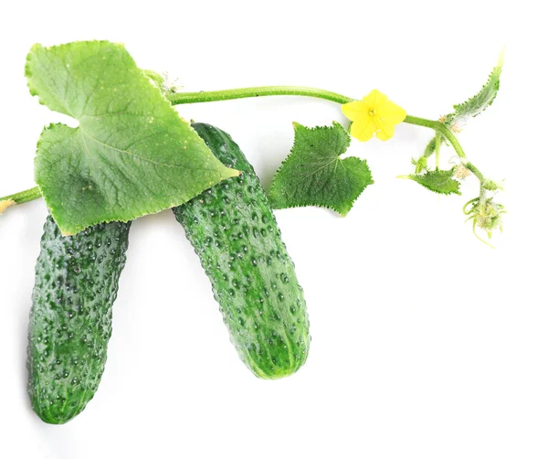 Cucumbers with leafs isolated on white background — Stock Photo, Image