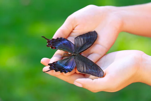 Farfalla colorata in mano femminile, primo piano — Foto Stock