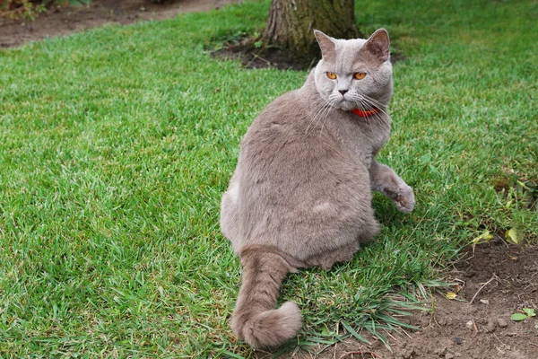 緑の草の上に座ってかわいい猫 — ストック写真