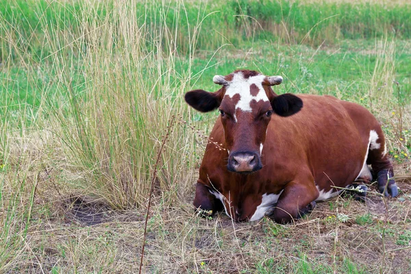 A vaca é pastoreada em um prado — Fotografia de Stock