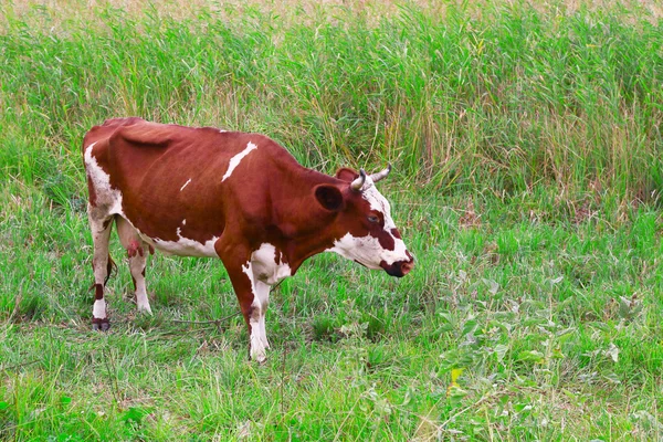 A vaca é pastoreada em um prado — Fotografia de Stock