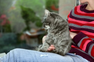 kadının diz pencere yanında oturan kedi