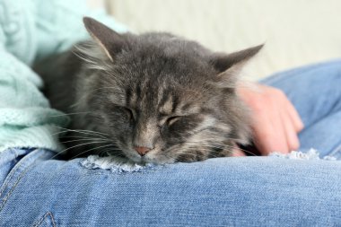 kadının önünde diz uyuyan kedi
