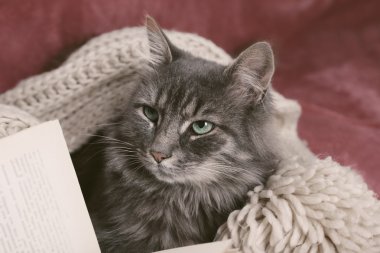 örme eşarp ve kitap ile kedi