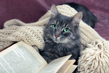 örme eşarp ve kitap ile kedi