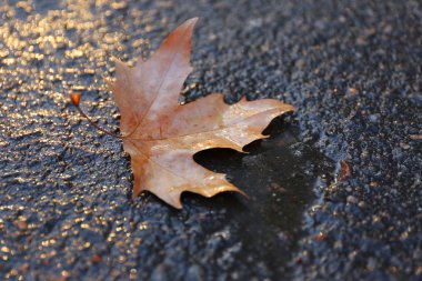 Yere akçaağaç yaprağı