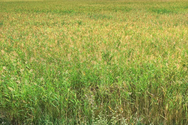 Belo campo colorido — Fotografia de Stock