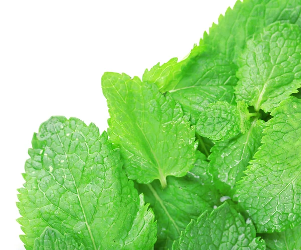 Menta fresca aromatica — Foto Stock