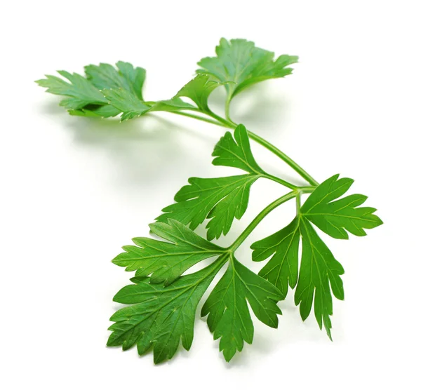 Fresh green parsley — Stock Photo, Image