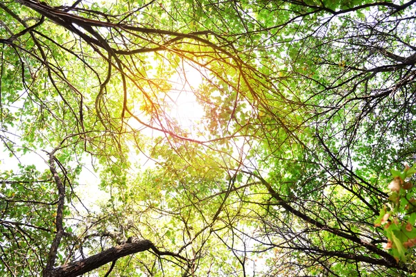 Bomen in het bos — Stockfoto