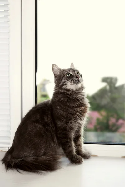 Beautiful grey cat on window board, close up — Stock Photo, Image