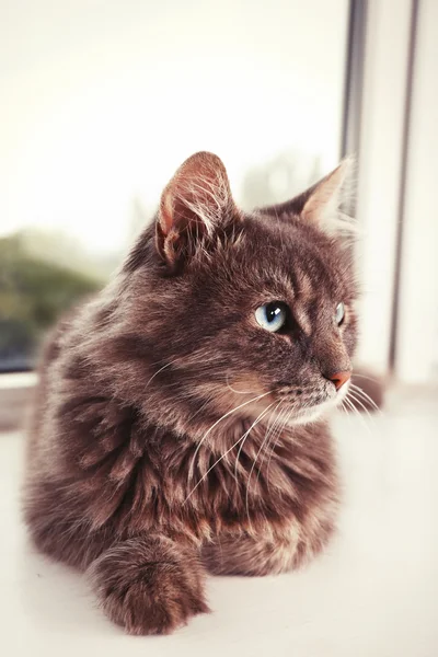 Beautiful grey cat lying on window board, close up — Stock Photo, Image