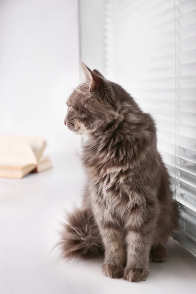Красива сіра кішка сидить на вікні — стокове фото