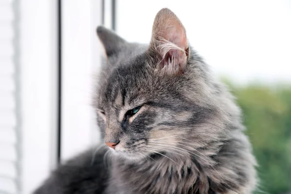 Gatto grigio sul bordo della finestra — Foto Stock