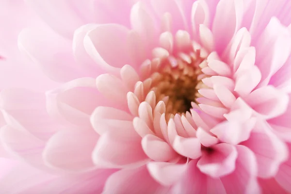 Zartrosa Chrysantheme — Stockfoto