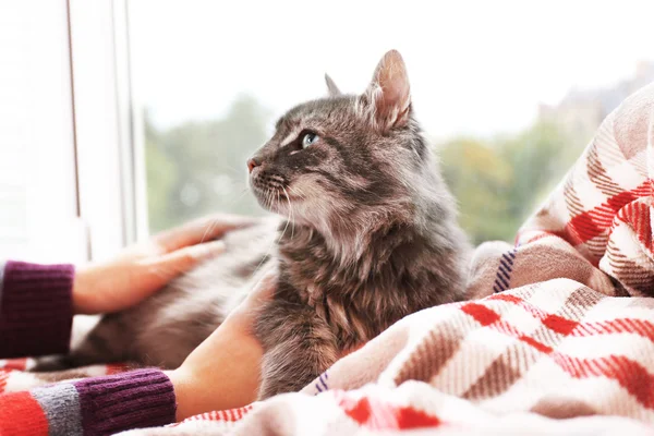 Katt liggande på filt nära fönster — Stockfoto