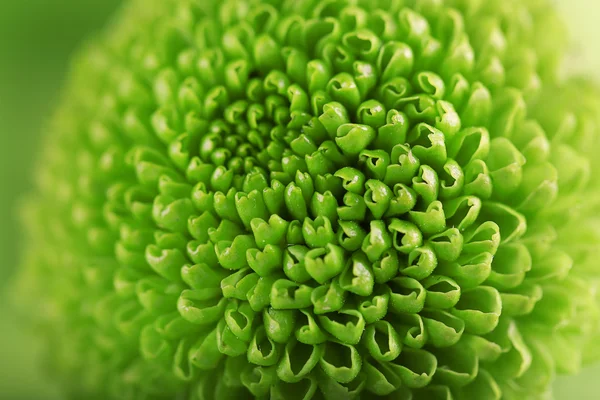 Grüne frische Chrysanthemen — Stockfoto