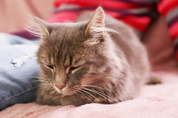 Katze schläft auf Sofa neben Frau — Stockfoto