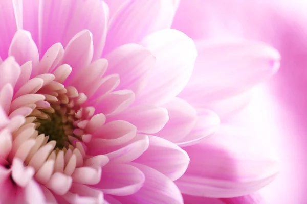 Tender pink chrysanthemum — Stock Photo, Image