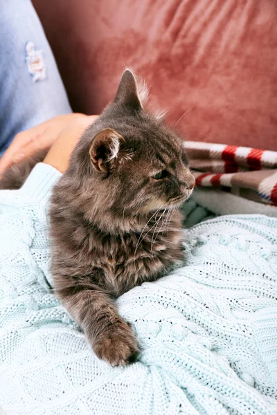 Frau nimmt graue Katze in die Hand — Stockfoto