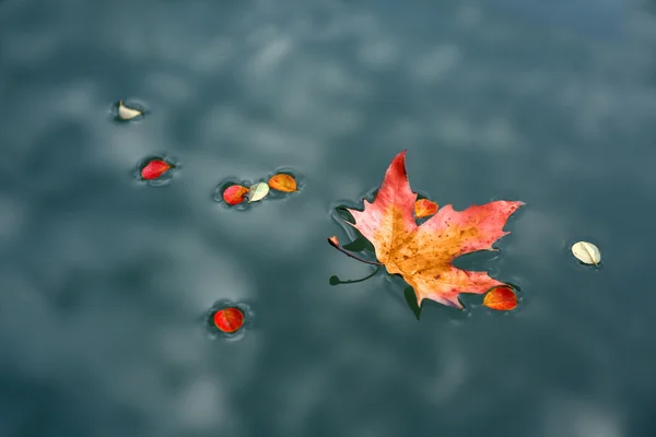 Javorový list na vodě — Stock fotografie