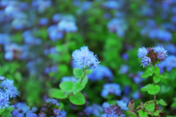 Bush med blå blommor bakgrund — Stockfoto