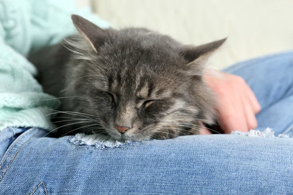 Cat sleeping on woman 's knees — стоковое фото