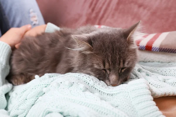 Frau nimmt graue Katze in die Hand — Stockfoto